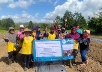 Petani Sungai Bokor Desa Pematang Danau Tanam Semangka Jelang Ramadan