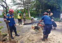 Hujan Deras Tumbangkan Pohon di Jalan Veteran Martapura Hingga Ganggu Pengguna Jalan