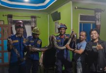 Ular Piton Ukuran 4 Meter Diamankan di Desa Keraton Martapura