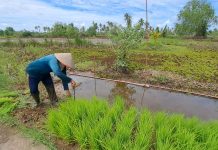 Jelang Panen Raya, Badan Pangan Nasional Akan Kaji Ulang Harga Patokan Gabah dan Beras