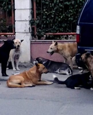 Warga Lamandau Kalteng Resah Usai Pegawai Dinkes Tewas Menabrak Anjing Liar