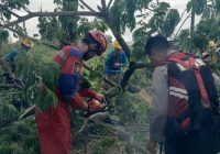 Ada Pohon Tumbang di Sungai Sipai, DPKP Banjar Bergerak Cepat Turunkan Tim Rescue