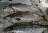 Bagi Penderita Asam Urat, Yuk Simak Jenis Ikan yang Boleh dan Tidak untuk Dikonsumsi