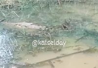 Geger Buaya Panjang 2 Meter di Belakang SMPN 4 Jorong