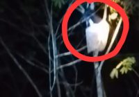 Geger Jeritan Dikira Kuyang di Tamiang Bajut Tabalong, Ternyata Santri Kesurupan