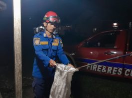 Ular Kobra Ditemukan di Lemari Pakaian Ali Masykur, Petugas DPKP Banjar Langsung Beraksi