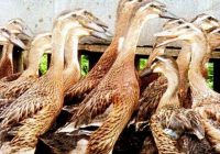 Kemenkes Sebut Subtipe Flu Burung Ditemukan di Kalsel, Lokasinya di Peternakan Bebek Peking