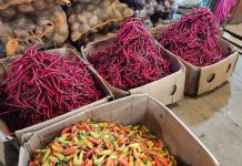 Harga Cabai Tembus Rp130 Ribu! Serangan Lalat Buah Bikin Petani Banjarbaru Panik