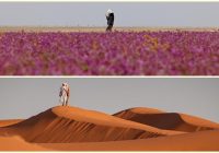 MENAKJUBKAN! Gurun Pasir di Saudi Jadi Padang Lavender, Warga Arab Sebut Bak Surga