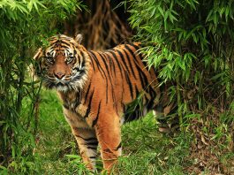 TERNYATA Lokasi Kecelakaan Helikopter Kapolda Jambi Masuk Kawasan Harimau