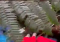 VIDEO Detik-detik Kapolda Jambi dan Anak Buahnya Ditemukan, Irjen Pol Rusdi Hartono Patah Tangan