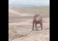 VIRAL! Orangutan Gendong Anak Berjalan di Kawasan Tambang, Kelaparan dan Bulunya Rontok