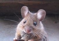 Cegah Tikus Menyukai Rumah Kita, Simak Tips Berikut
