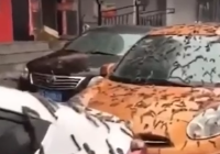 Hiii… Hujan Cacing di China, Jumlahnya Ribuan Jatuh di Atap Mobil