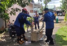 Ular Phyton Sepanjang 4 Meter Ditemukan Dalam Kandang Ternak Warga Bincau