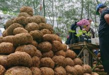 Harga Porang Turun Drastis Pusingkan Petani Balangan