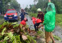 Dua Pelajar SMK Dilarikan ke Rumah Sakit, Tertimpa Pohon Tumbang di Gambut