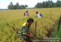 Petani di Tanah Bumbu Masuki Masa Panen