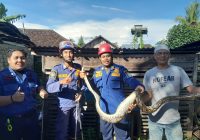 Ular Piton Kembali Mangsa Hewan Ternak di Kabupaten Banjar, Ayam Hamdani Jadi Korban