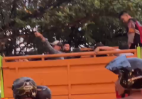 Polisi Angkut Arena Judi Sabung Ayam di Belitung Gunakan Truk Fuso
