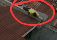 Panik, Video Viral Tukang Ngintip Kamar Mandi Wanita Kepergok Warga