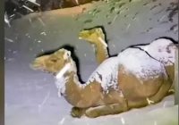 Viral Salju Turun di Arab Saudi Pertama Kali Usai 100 Tahun, Hoaks