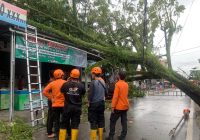 Pohon Tumbang Timpa Kanopi Ruko dan Kabel Listrik di Cempaka Raya Banjarmasin
