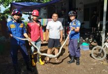 Kusmayadi Geger, Ayam Ternaknya Mati Dimangsa Ular Piton di Gambut
