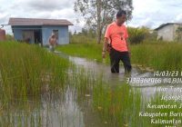 13 Desa di Batola Terandam Banjir, Petani Terancam Gagal Tanam