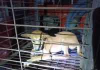 Resahkan Warga, Seekor Anjing Liar Dievakuasi Petugas Damkar Kabupaten Banjar