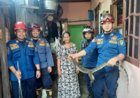 Biawak Jenis Varanus Bikin Resah Warga Jalan Sukaramai Martapura, Masniah Langsung Lapor ke DPKP