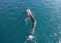 Meski Patah Tulang, Ikan Paus Ini Terus Saja Berenang di Lautan Spanyol, Kasian Banget!