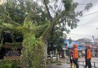 BPBD Kota Banjarmasin Evakuasi Pohon Tumbang di Cempaka Raya Banjarmasin