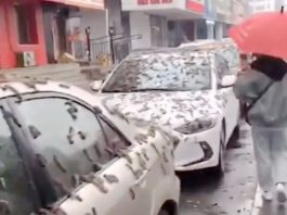 NGERI! China Dilanda Hujan Cacing, Warga Harus Pakai Payung, Videonya Viral