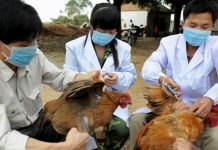 WHO: Ditemukan Kasus Kematian Manusia Pertama akibat Flu Burung H3N8 di China
