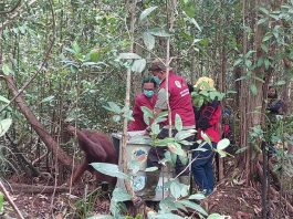 Orang Utan Betina Dilepasliarkan di Hutan Desa Nipah Kalbar
