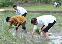 Presiden Jokowi Turun ke Sawah Tanam Padi di Tuban