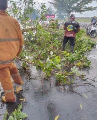 Cuaca Ekstrem Landa Palangka Raya, Banyak Pohon Tumbang