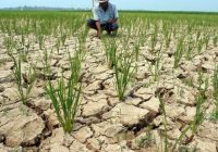 Penghapusan Utang Petani, Nelayan dan UMKM Bagaimana Dampaknya? Ini Menurut Ekonom Senior