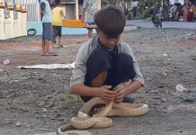 VIRAL! Bocah di Tamban Bermain-main dengan King Kobra yang Baru Ditangkap