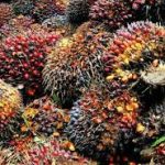 Polsek Kelumpang Hulu Amankan Pria Kedapatan Curi Buah Sawit Milik PT Smart