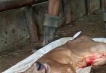 VIRAL! Geger Anak Sapi Lahir Berkepala Dua, Diduga di Peternakan Landasan Ulin Utara