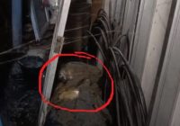 Polisi Ungkap Penyebab Utama Tewasnya Bos Air Mineral yang Dimutilasi dan Mayatnya Dicor