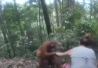 Viral! Turis Perempuan 'Disandera' Orangutan, Dilepaskan Setelah Dibius