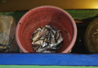 Penyetrum Ikan di Sungai Tabuk dan Martapura Barat Diamankan DKPP Banjar Bersama Ditpolair Polda Kalsel