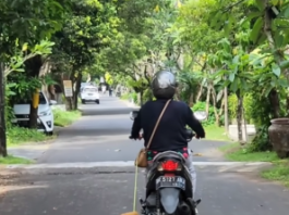 Polda Bali Turun Tangan Terkait Video Viral Wanita Pemotor Seret Anjing