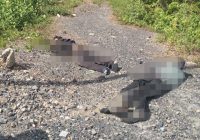 Kecelakaan di Jalan Gubernur Syarkawi, Korban Dua Pria, Satu di Antaranya Meninggal