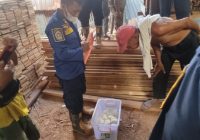 Hiii, Puluhan Telur Sanca Sedang Dierami Induknya Ditemukan di Pasar Papan Antasan Senor Martapura