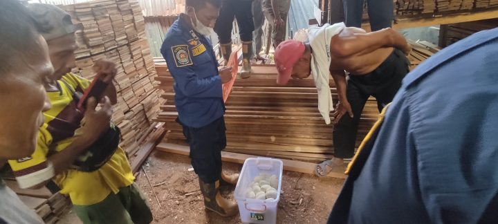 Hiii, Puluhan Telur Sanca Sedang Dierami Induknya Ditemukan di Pasar Papan Antasan Senor Martapura