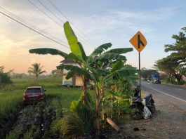 Sopir Mengantuk, Avanza Seruduk Honda SupraX di Anjir Muara 1 Tewas